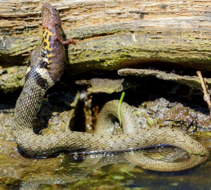 Мадагаскарский Тритон