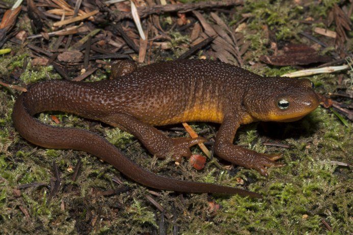 Обыкновенный Тритон