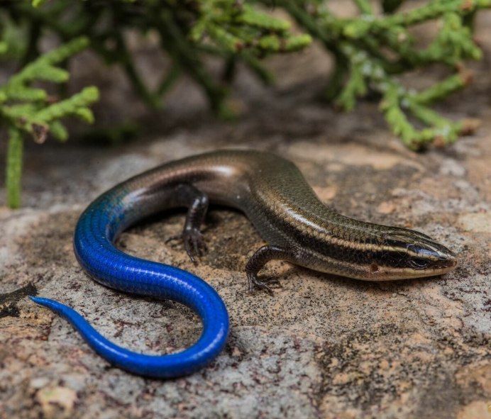 Прыткая лягушка