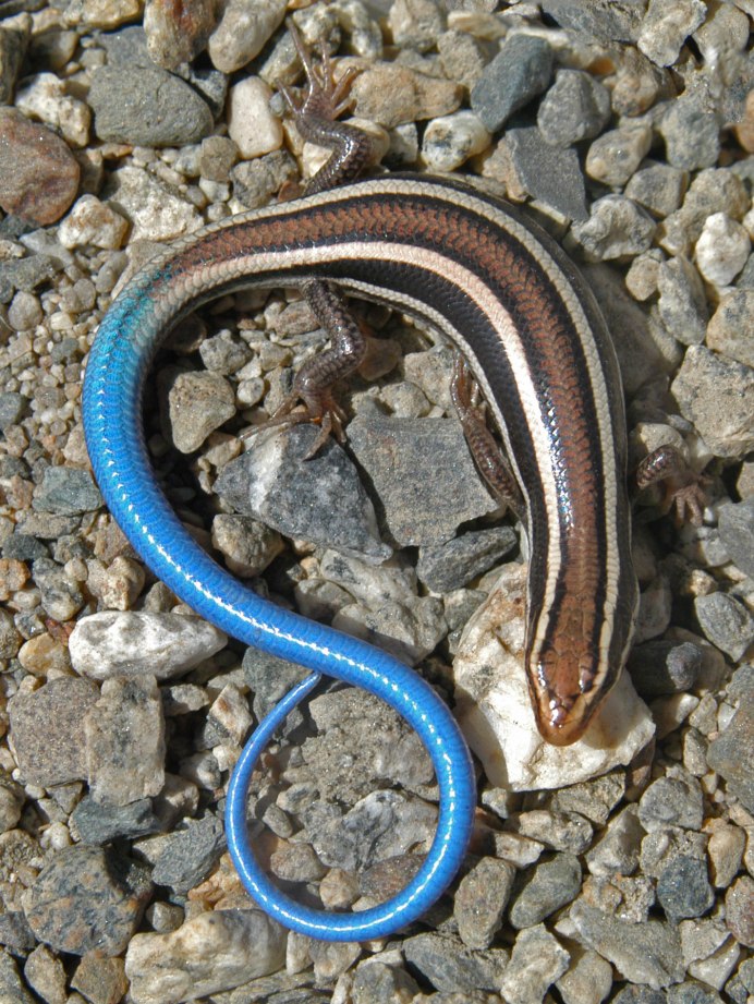 Тайландский красный полоз