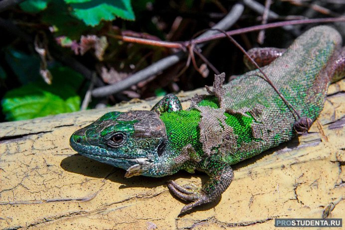 Ящерица прыткая Тритон