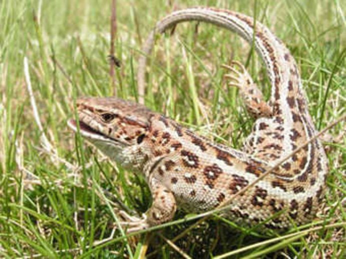 Медуза Горгона Ламия