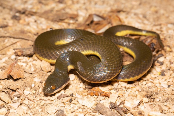 Желтобрюхий трехпалый австралийский сцинк