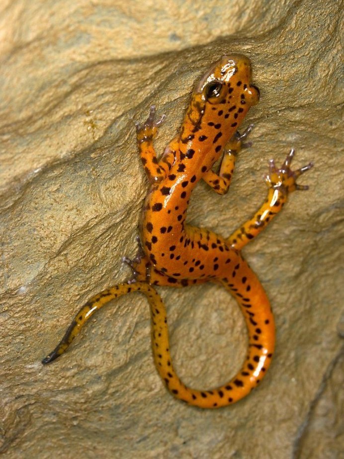 Ламия демон