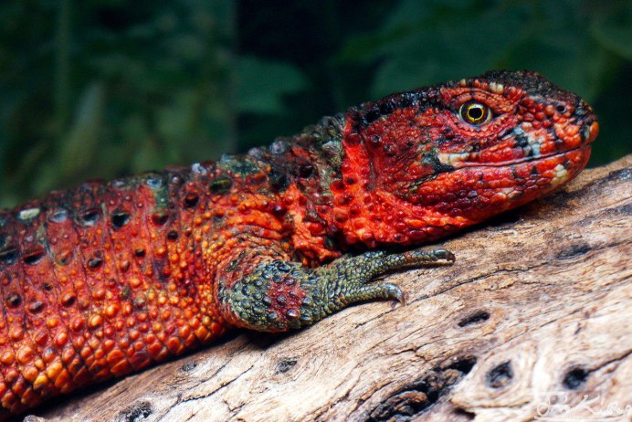 Веретеница ломкая хвост