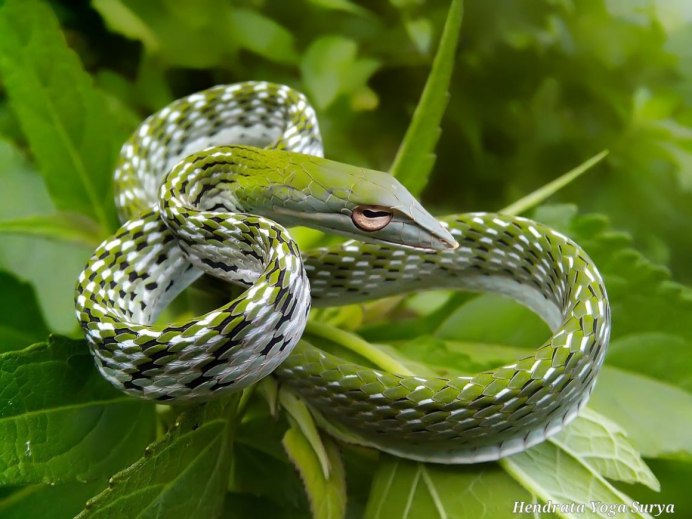 Ломкая веретеница ядовитая