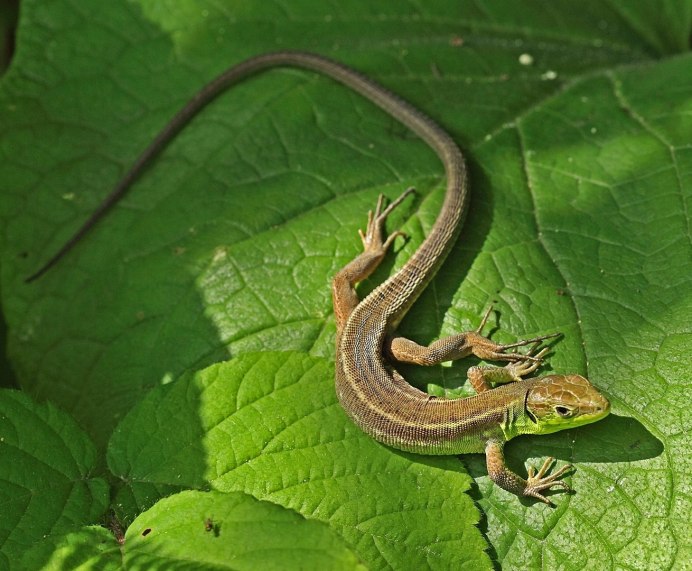 Ящерица Туке в Тайланде