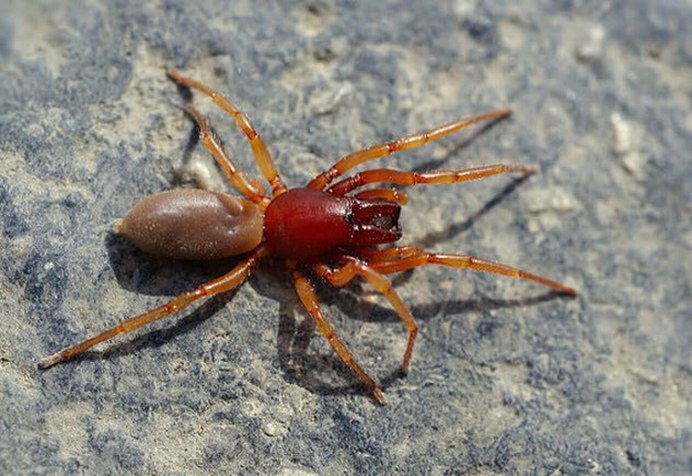 Latrodectus hasselti паук