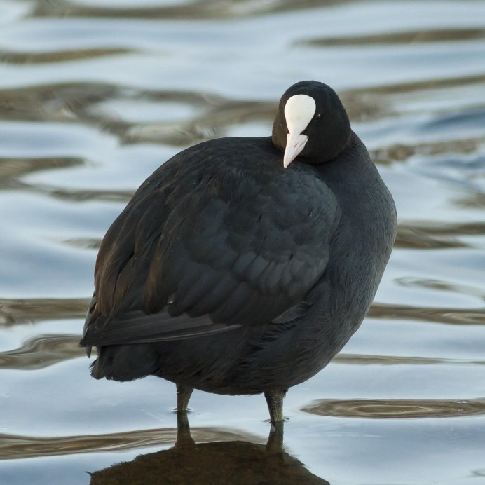 Утка лысуха нырок