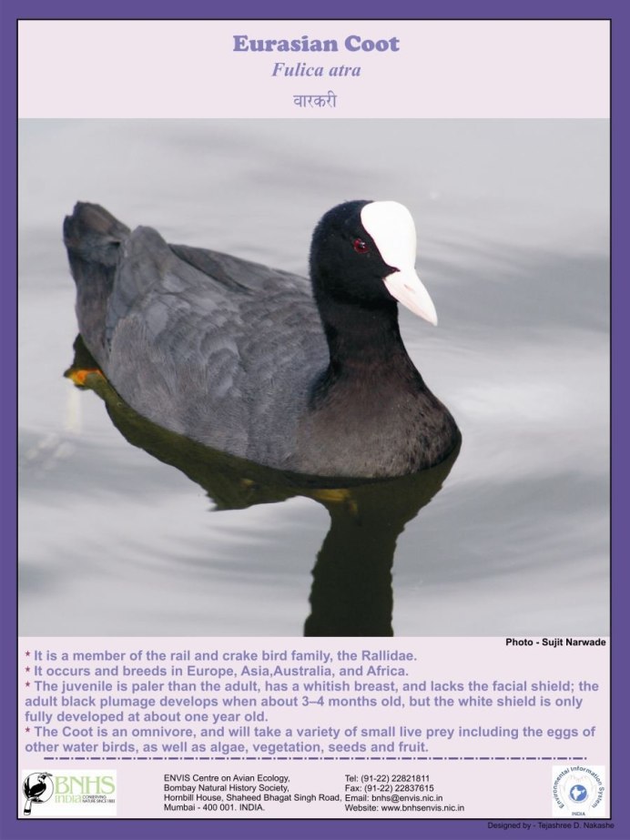 Утка нырок черная с белым клювом