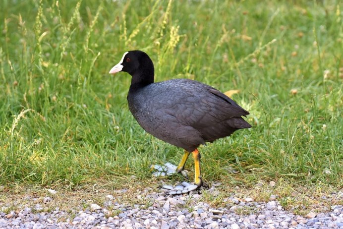 Лысуха журавлеобразная