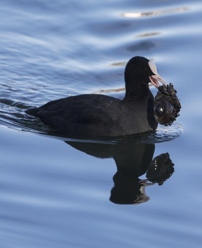 Гагара лысуха