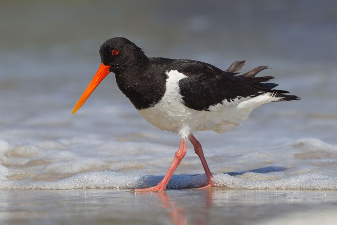 Кулик-сорока Haematopus ostralegus