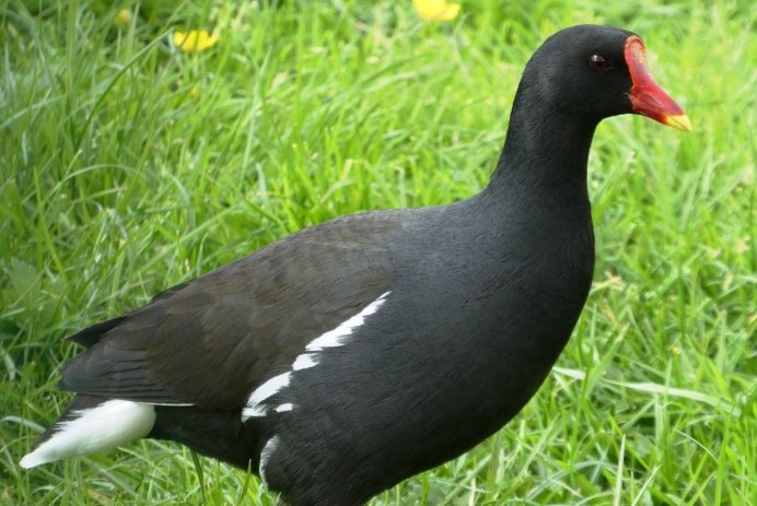 Черная утка с красным клювом