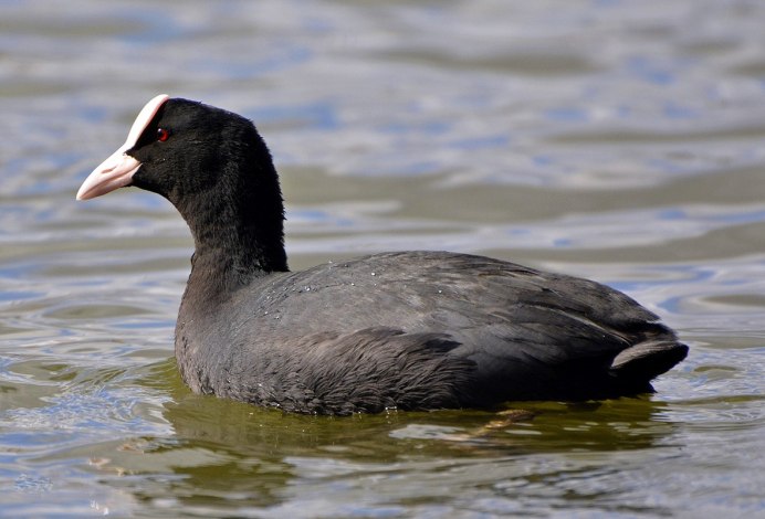 Лысуха (Fulica atra)