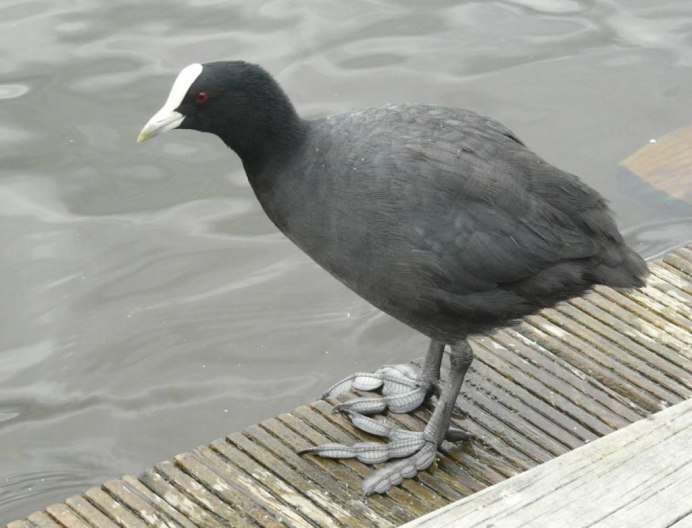 Чёрная утка с белым клювом в СПБ