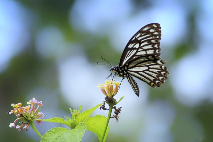 Papilio epycides