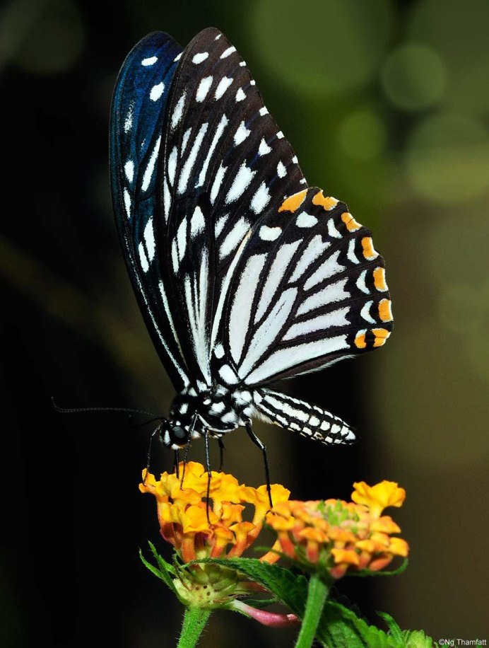 Papilio clytia бабочка