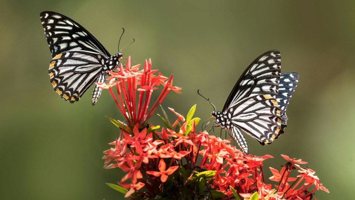 Papilio clytia бабочка