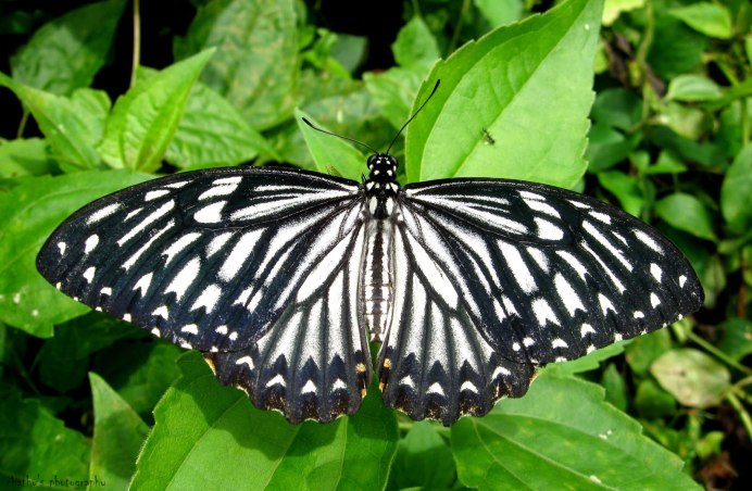 Papilio clytia бабочка
