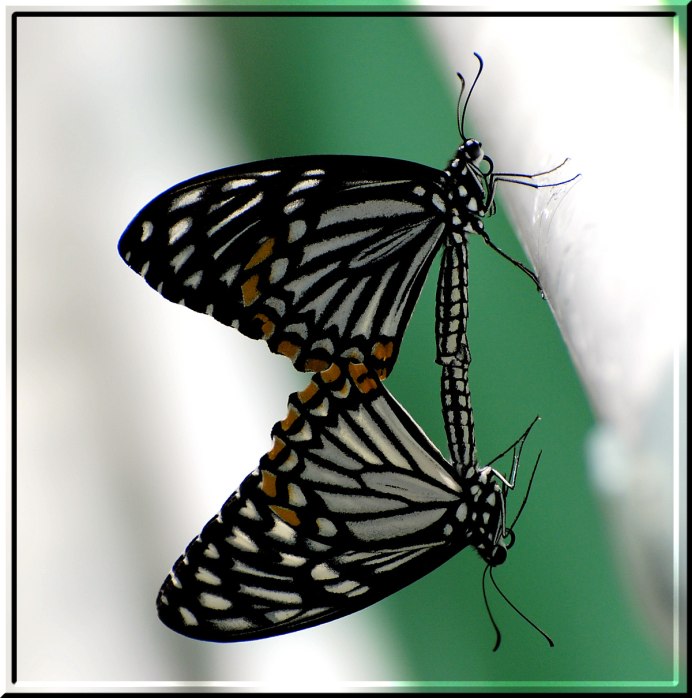 Papilio clytia бабочка