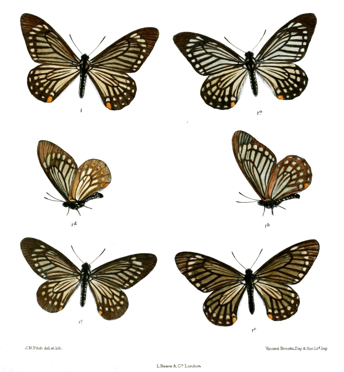 Chilasa clytia