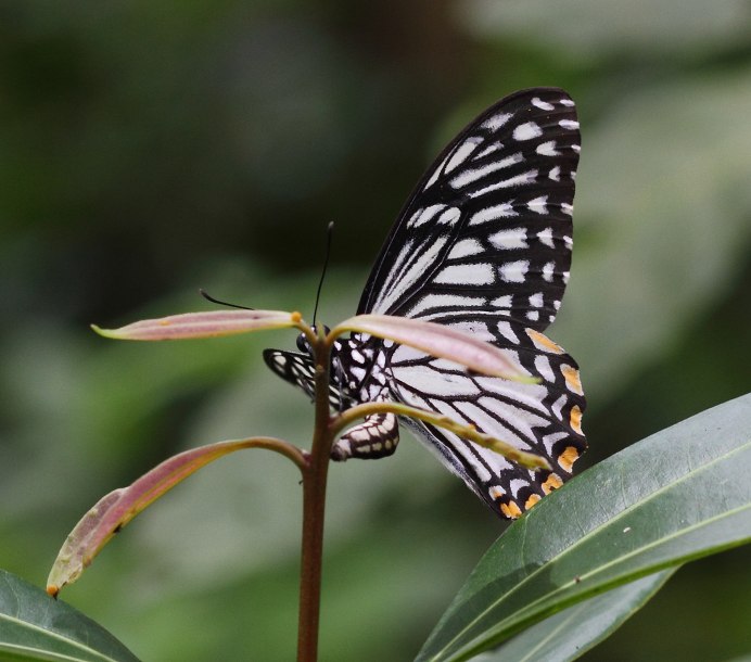 Остров Врангеля бабочки Macrolepidoptera