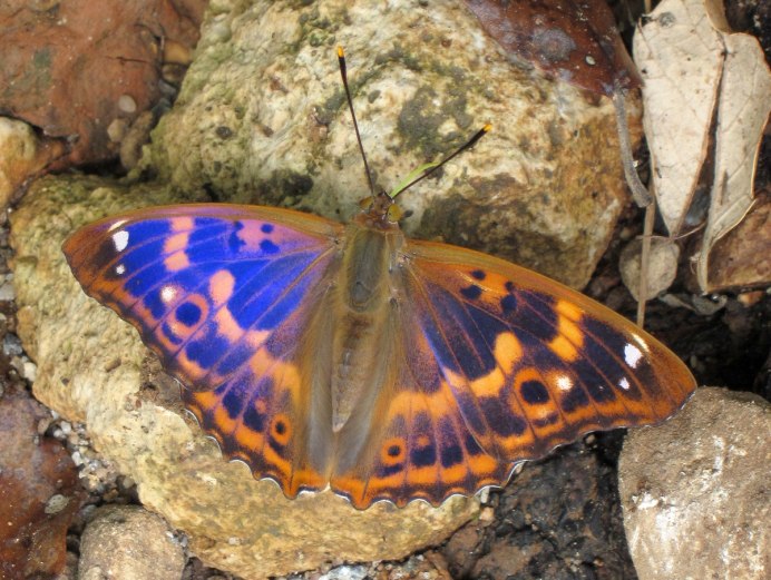 Papilio Helenus Helenus