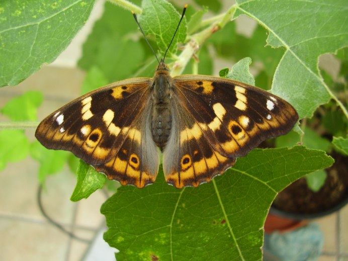 Переливница Метида бабочка