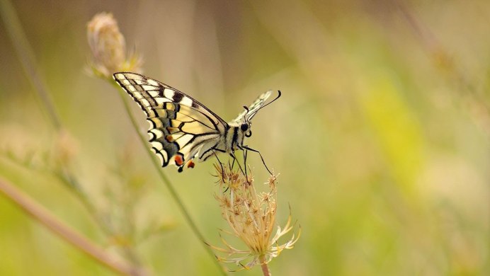 Papilio toboroi