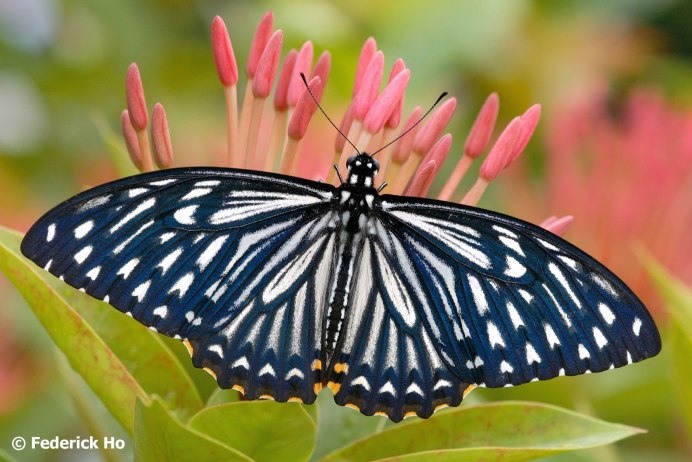 Papilio clytia бабочка