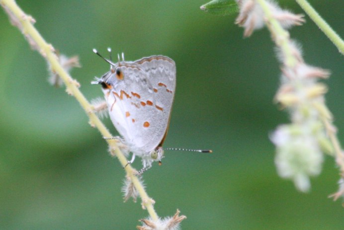 Бабочки чешуекрылые Махаоны
