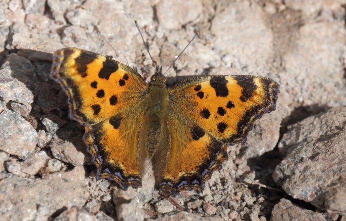 Гусеница-клоун Лономия