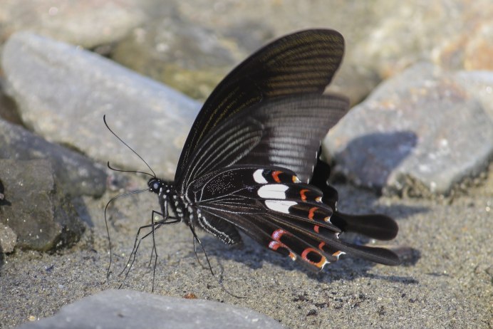 Малая Переливница самка