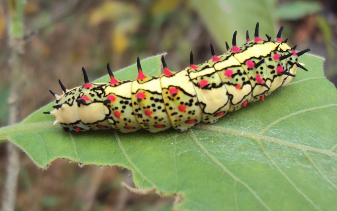 Papilio paradoxa