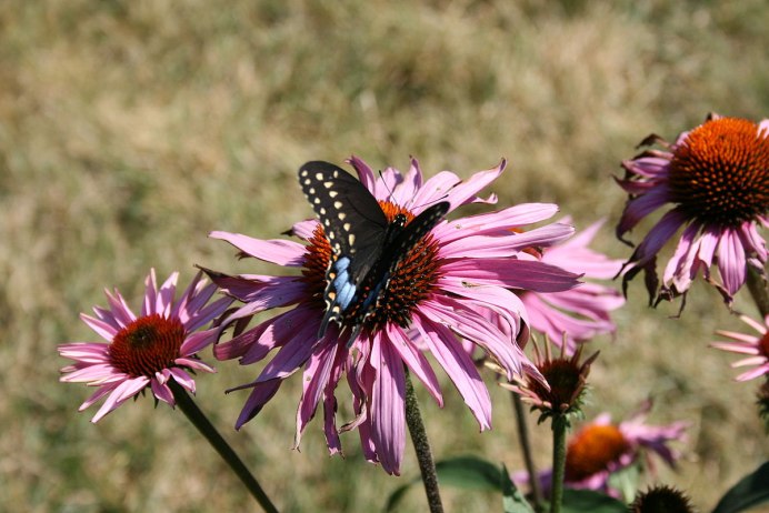 Гусеница бабочки Клития