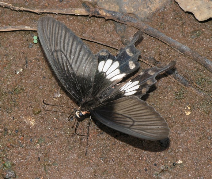 Papilio demoleus гусеница