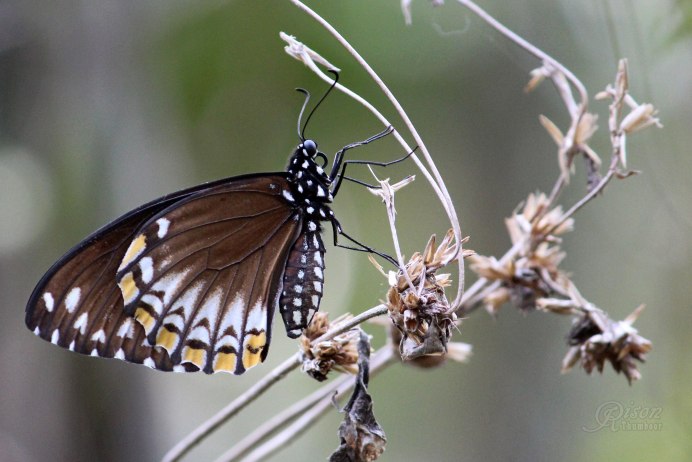 Бабочка хилаза какое семейство