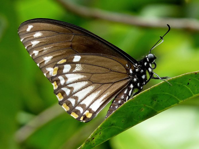 Papilio clytia бабочка