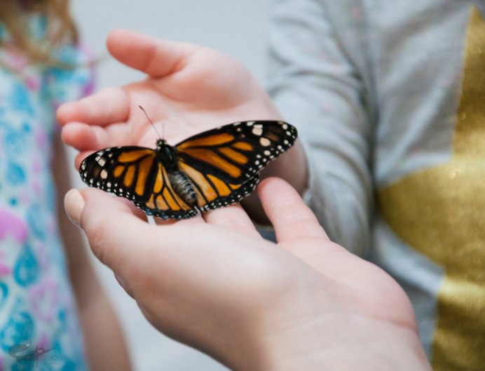 Papilio clytia бабочка