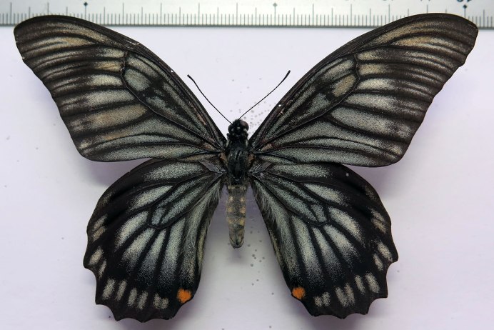 Выставка тропических бабочек