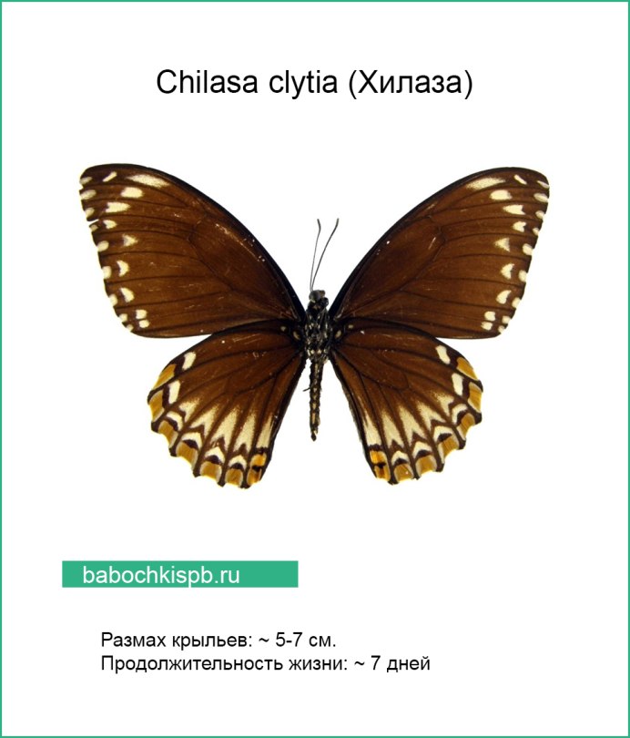 Бабочка хилаза Клития