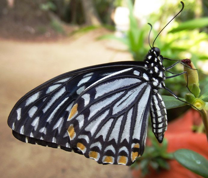 Бабочка хилаза Клития