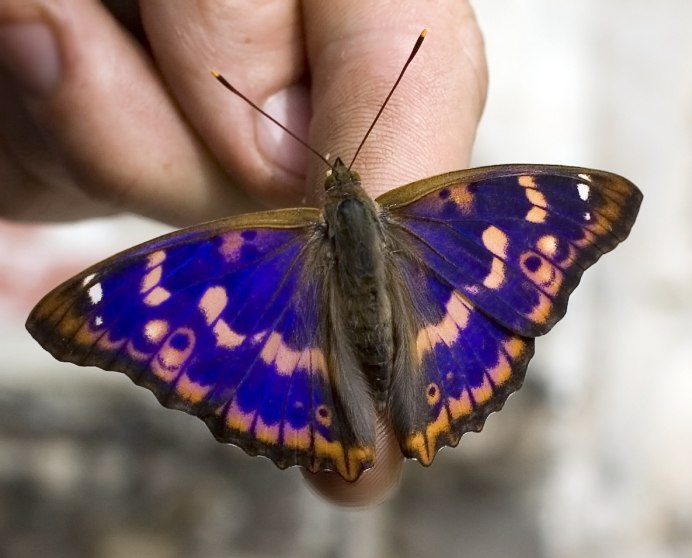 Papilio nephelus albolineatus