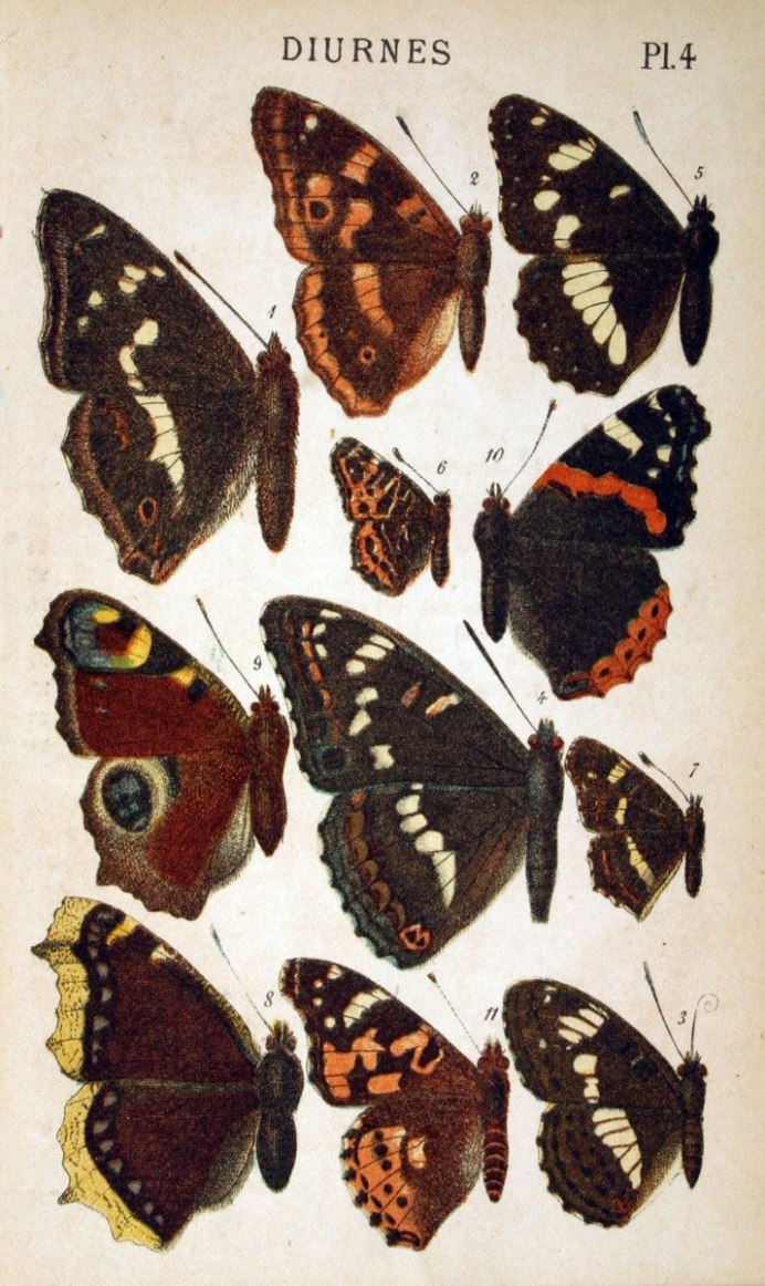 Многоцветница Ионийская