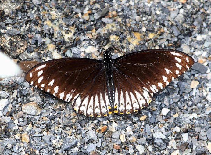 Clytie illunaris illunaris