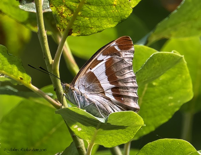Гусеница Citheronia regalis