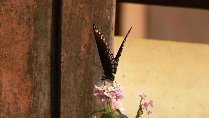 Эхинацея с бабочкой фото