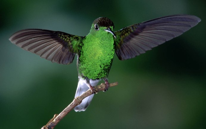 Chlorophonia cyanea