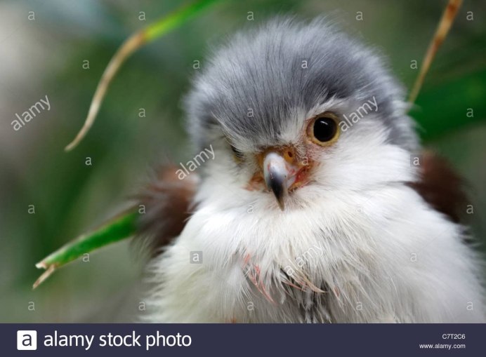 Falco concolor